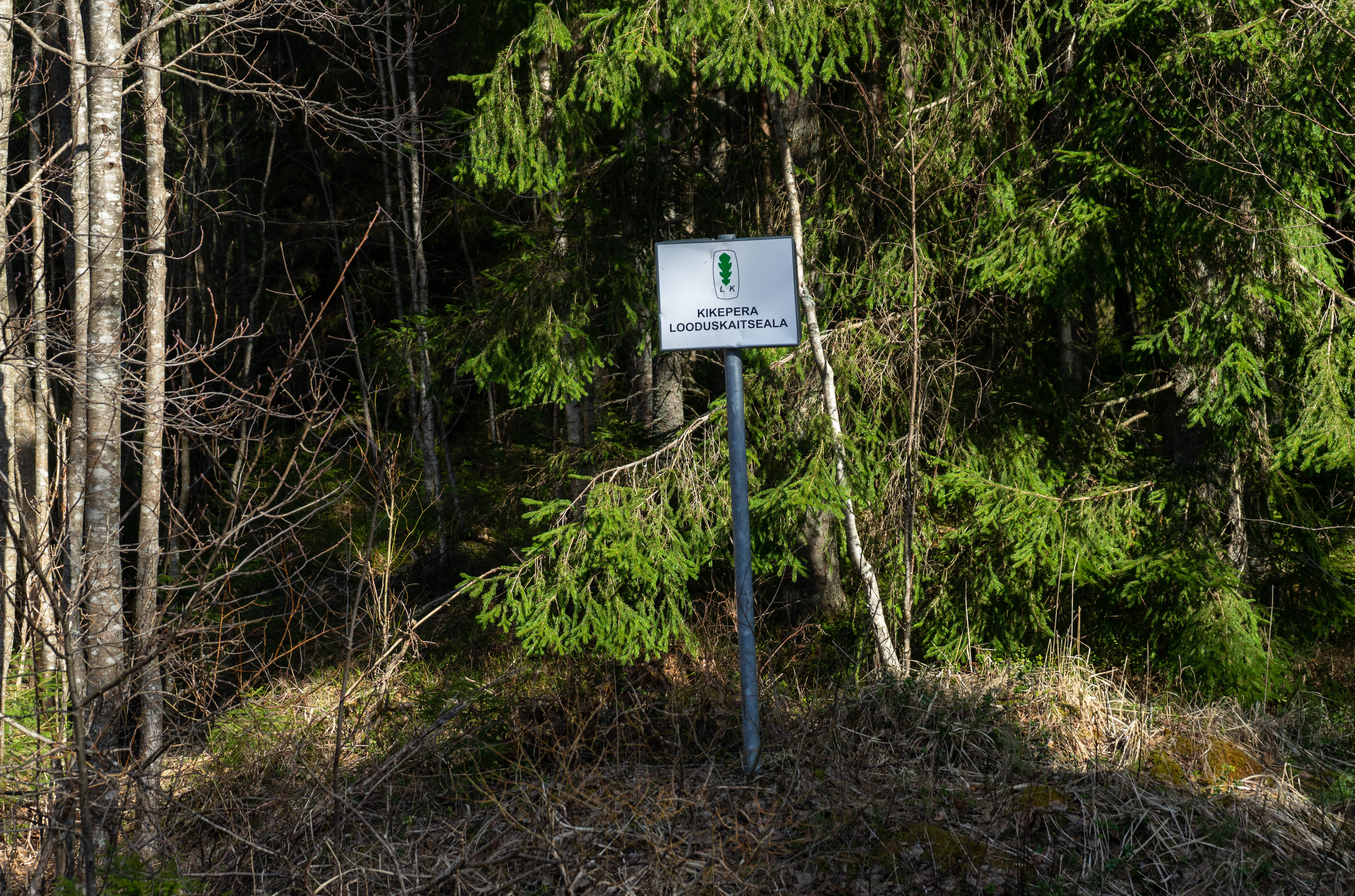 Kikepera looduskaitsealal jätkuvad märgade metsade taastamistööd