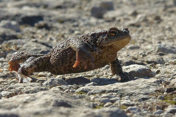 Konnaränne on alanud – vabatahtlikud aitavad konni üle tee