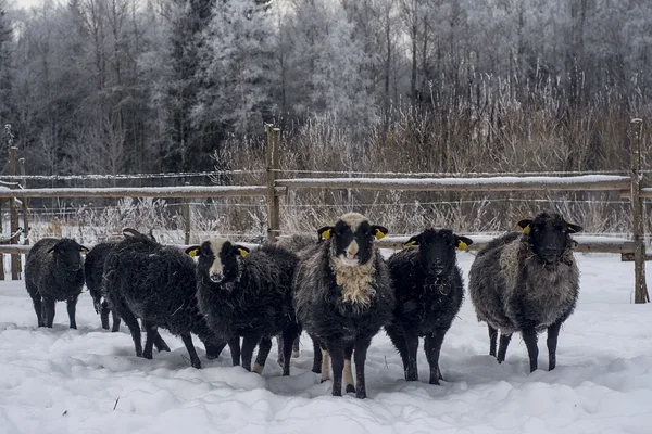 Tuleviku maaelu ideede kaleidoskoop: kurkidest lammasteni, Harjumaalt Põlvamaani
