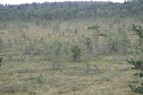 ELFi nõukogust lahkus Henri Laupmaa