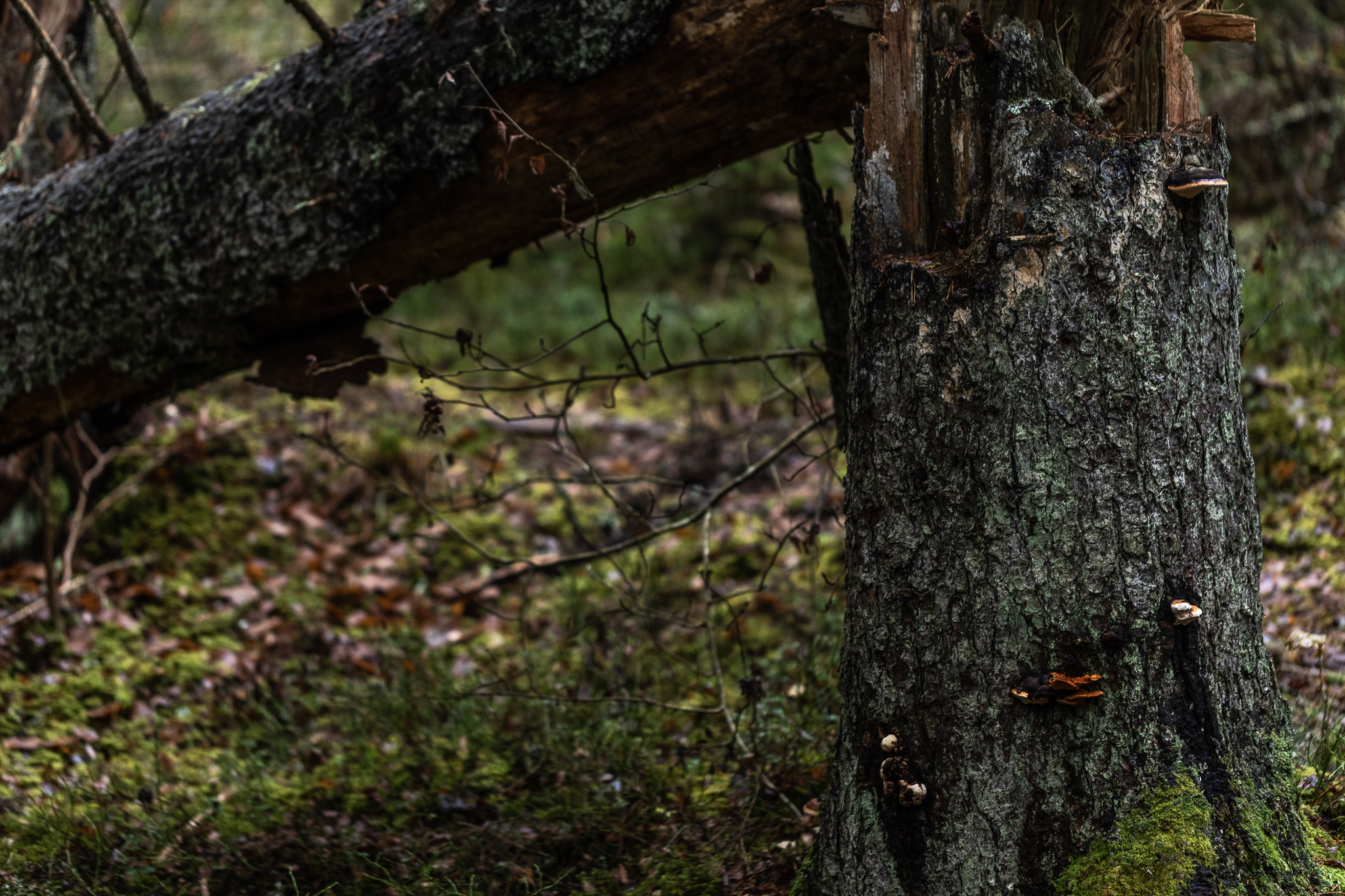 EPL: Euroopa Komisjon soovitas Eestil üle vaadata, kas metsa ikka peaks ahju ajama