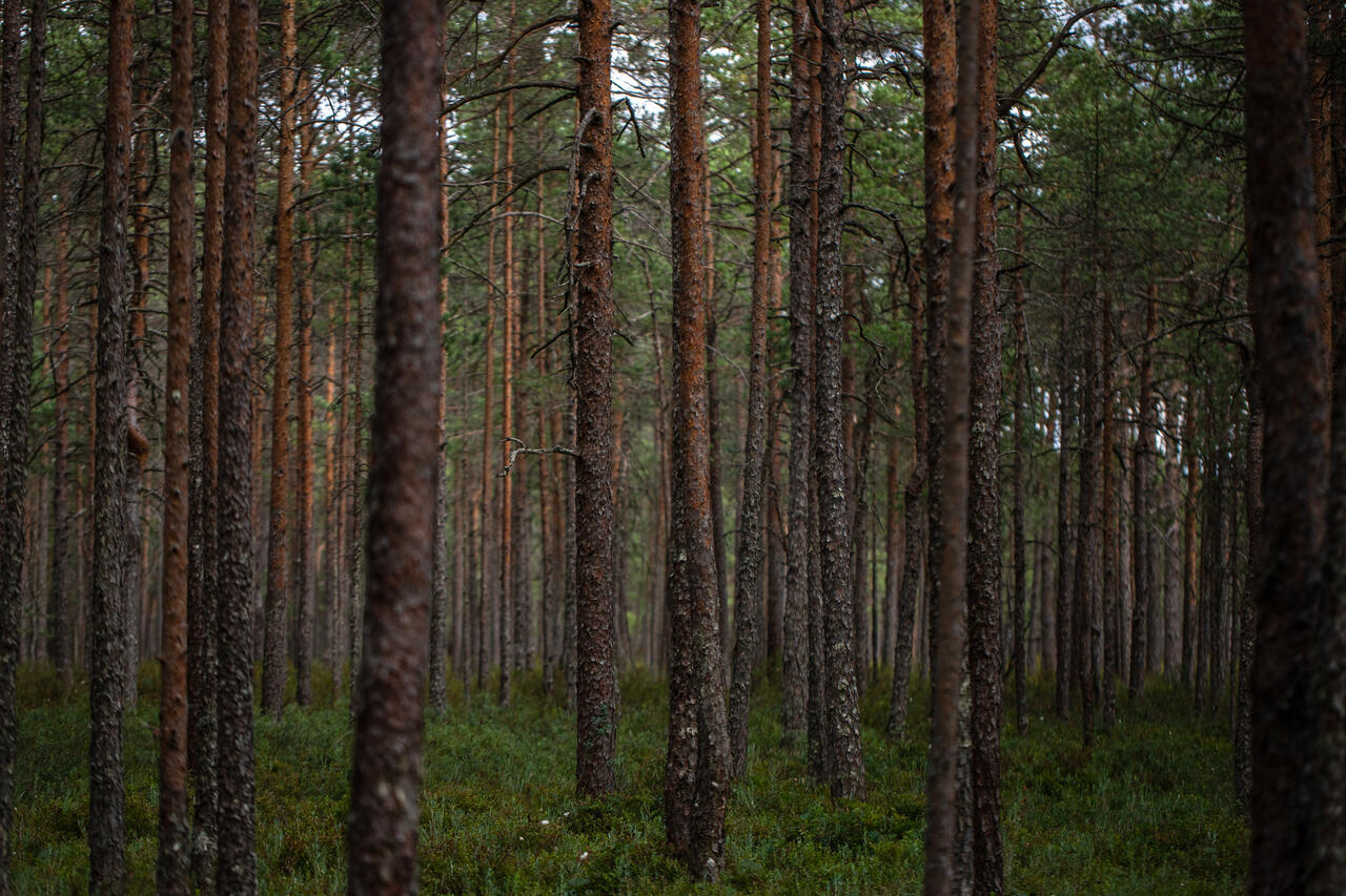 Keskkonnaühendused: kliimaseadus peab toetuma teadusele