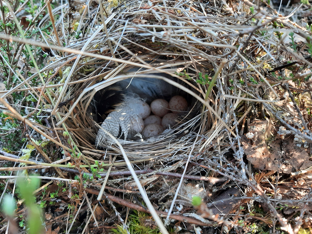Meelespea: mida teha, kui märkad pesitsusrahu rikkumist?