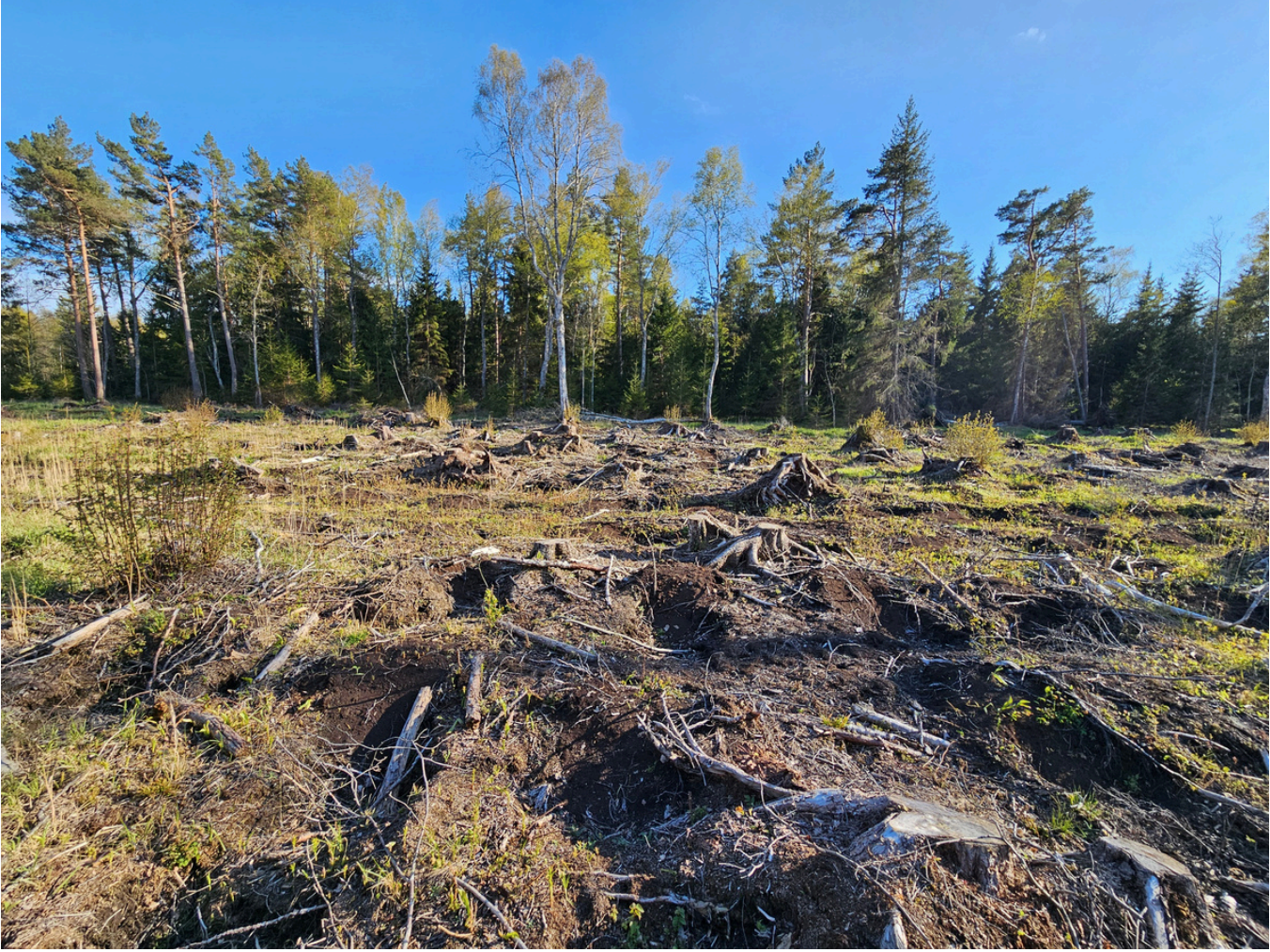Looduskrediitide varjus kadusid Hiiumaa metsad