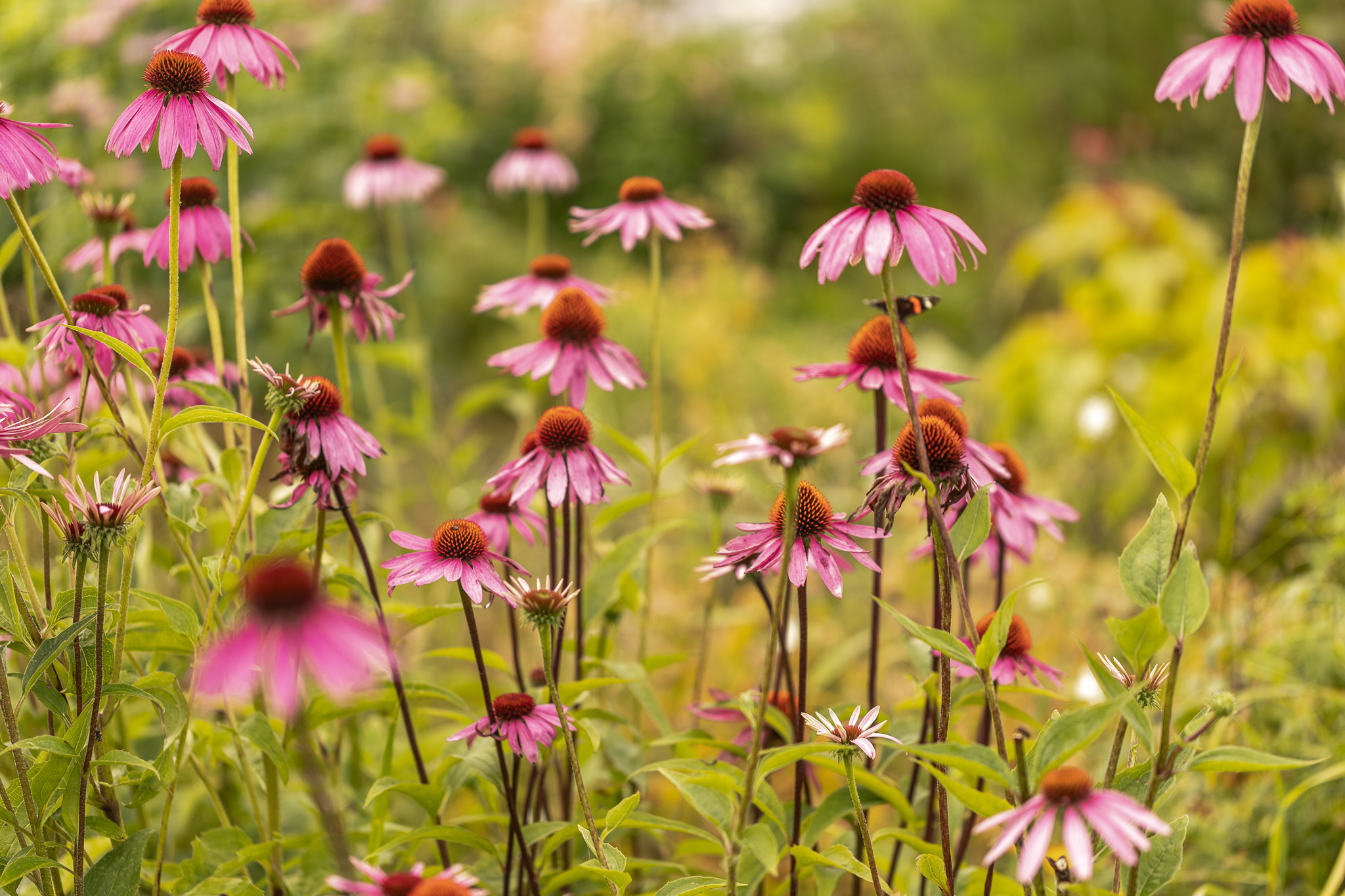 Kiireid mõtteid Regionaal- ja Põllumajandusministeeriumile seoses ÜPP uue perioodi eesmärkidega Eestis
