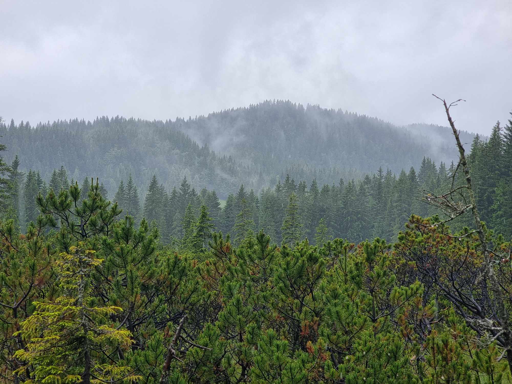 Euroopa üks metsarikkamaid riike majandab lageraieteta