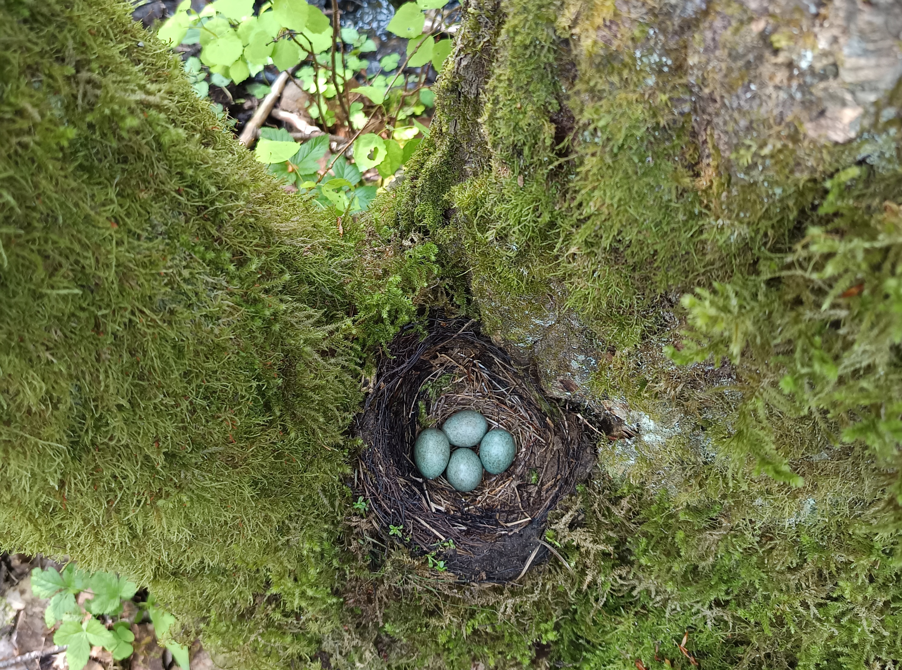 Alam-Pedja linnustiku eelseire kinnitab märgade metsade elurikkust