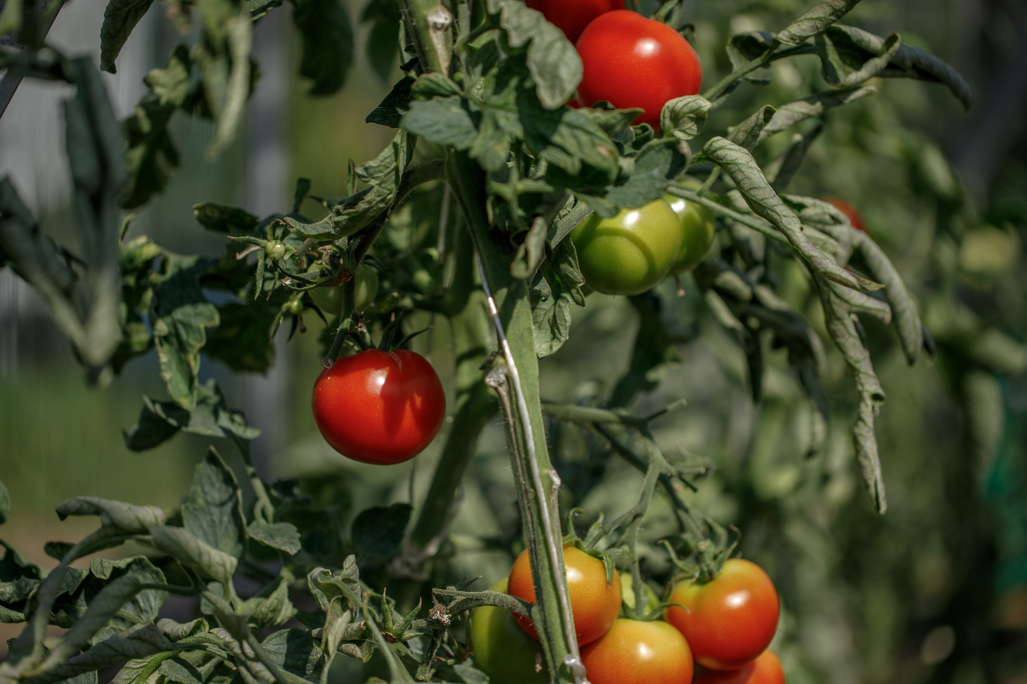 Euroopa põllumajanduse reform liigub edasi. Kas lihtsustamise asemel keskkonnanõuete nõrgendamine? II osa