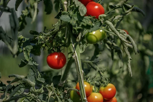 Euroopa põllumajanduse reform liigub edasi. Kas lihtsustamise asemel keskkonnanõuete nõrgendamine? II osa